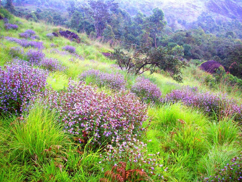 Elysium Garden Hotel Munnar Exterior foto